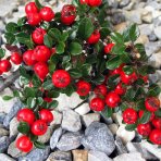 Skalník Dammerov (Cotoneaster Dammeri) ´CORAL BEAUTY´ - výška 10-15 cm, ⌀ 20-40 cm, kont. C2L
